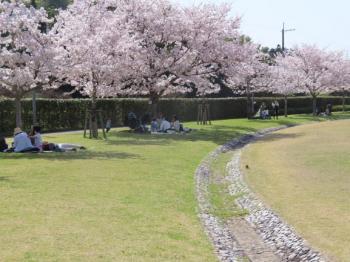 園内の桜が満開の写真