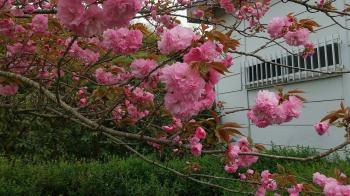 里桜の写真